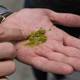 Illustration for article titled Drinking Experimental Hops in the Sixpoint Beer of the Future